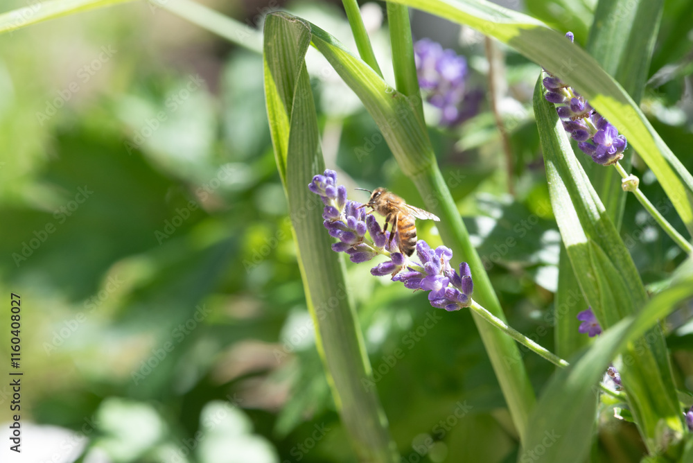 springtimes happy bee drinking pollen springtimes happy bee drinking pollen