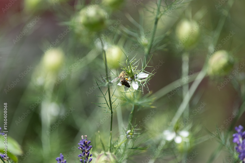 springtimes happy bee drinking pollen springtimes happy bee drinking pollen