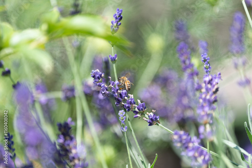 springtimes happy bee drinking pollen photo