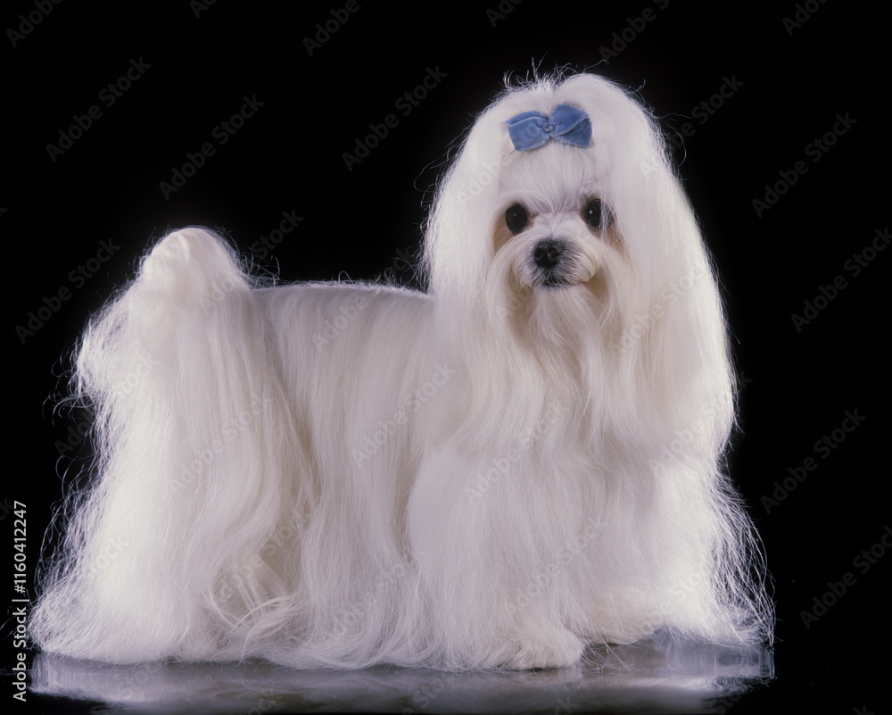 Bichon maltais Bichon maltais