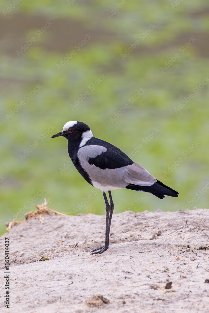 Blacksmith plover or Blacksmith blackwing (Vanellus armatus) walking in grassland during birding safari in Tarangire National Park in Tanzania East Africa Blacksmith plover or Blacksmith blackwing (Vanellus armatus) walking in grassland during birding safari in Tarangire National Park in Tanzania East Africa