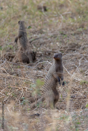 Mangoose alert standing up and looking around in field in Tarangire National Park in Tanzania East Africa photo