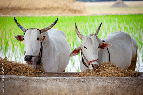 Large white cows eat dry straw from a trough. Rice fields are in the background. Hampi, India.