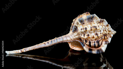 Murex Haustellum Shell on Black background