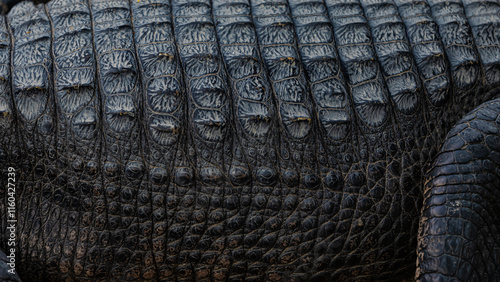 close up of crocodile skin