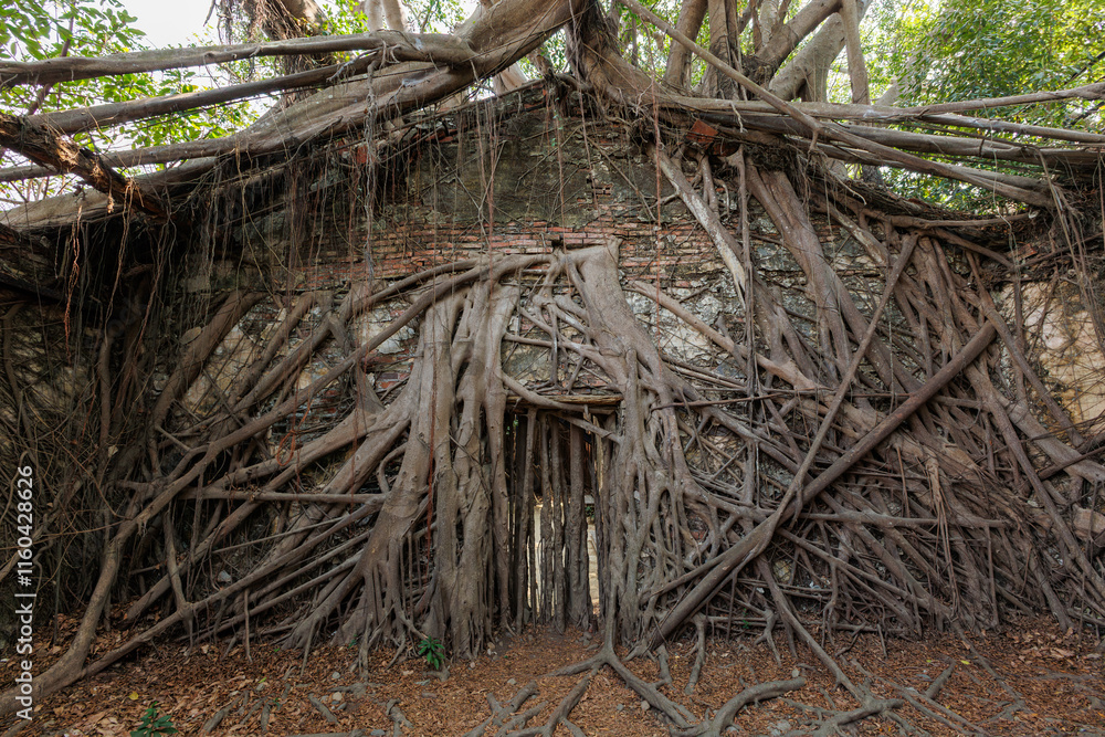 roots of a tree in house Anping Tainan, Taiwan roots of a tree in house Anping Tainan, Taiwan