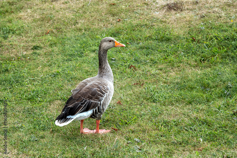 Wild duck with red feet walks on the green grass on the lawn. Wild duck with red feet walks on the green grass on the lawn.