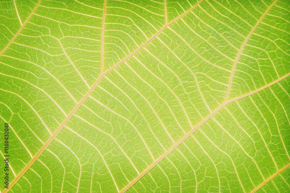 Texture of green leaf abstract background Texture of green leaf abstract background