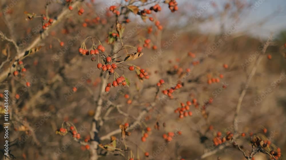 A bush with small red berries sways gently in the breeze. The blurred background highlights the natural beauty of the berries and branches, evoking a serene autumn atmosphere. A bush with small red berries sways gently in the breeze. The blurred background highlights the natural beauty of the berries and branches, evoking a serene autumn atmosphere.