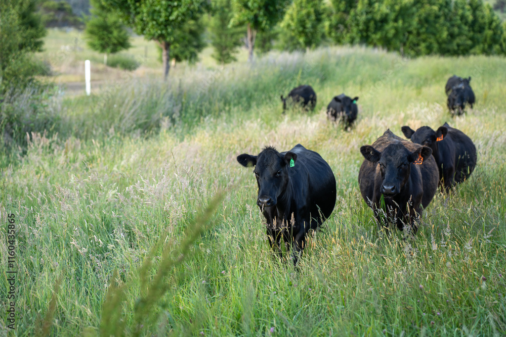 beautiful cattle in Australia eating grass, grazing on pasture. Herd of cows free range beef being regenerative raised on an agricultural farm. Sustainable farming beautiful cattle in Australia eating grass, grazing on pasture. Herd of cows free range beef being regenerative raised on an agricultural farm. Sustainable farming