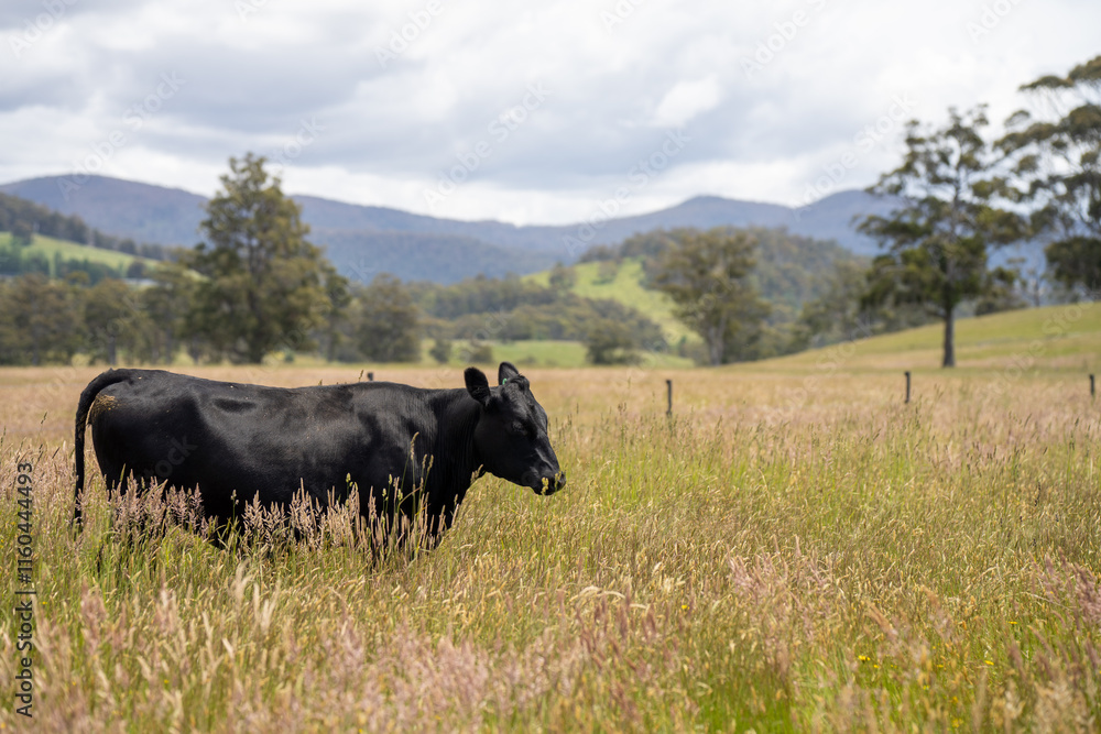 beautiful cattle in Australia eating grass, grazing on pasture. Herd of cows free range beef being regenerative raised on an agricultural farm. Sustainable farming beautiful cattle in Australia eating grass, grazing on pasture. Herd of cows free range beef being regenerative raised on an agricultural farm. Sustainable farming