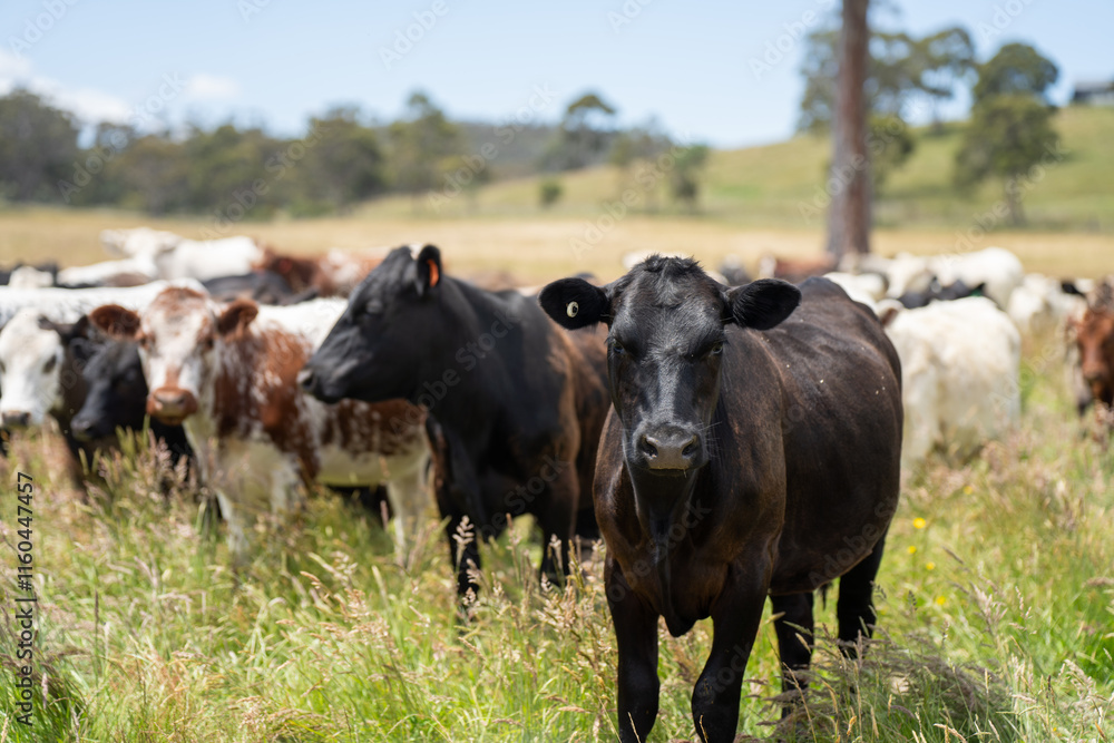 beautiful cattle in Australia eating grass, grazing on pasture. Herd of cows free range beef being regenerative raised on an agricultural farm. Sustainable farming beautiful cattle in Australia eating grass, grazing on pasture. Herd of cows free range beef being regenerative raised on an agricultural farm. Sustainable farming