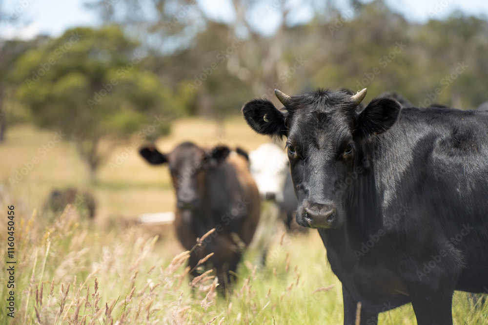 beautiful cattle in Australia eating grass, grazing on pasture. Herd of cows free range beef being regenerative raised on an agricultural farm. Sustainable farming beautiful cattle in Australia eating grass, grazing on pasture. Herd of cows free range beef being regenerative raised on an agricultural farm. Sustainable farming