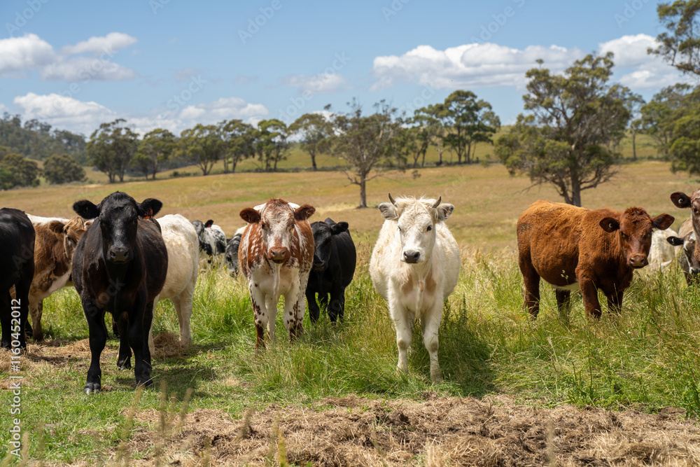 beautiful cattle in Australia eating grass, grazing on pasture. Herd of cows free range beef being regenerative raised on an agricultural farm. Sustainable farming beautiful cattle in Australia eating grass, grazing on pasture. Herd of cows free range beef being regenerative raised on an agricultural farm. Sustainable farming