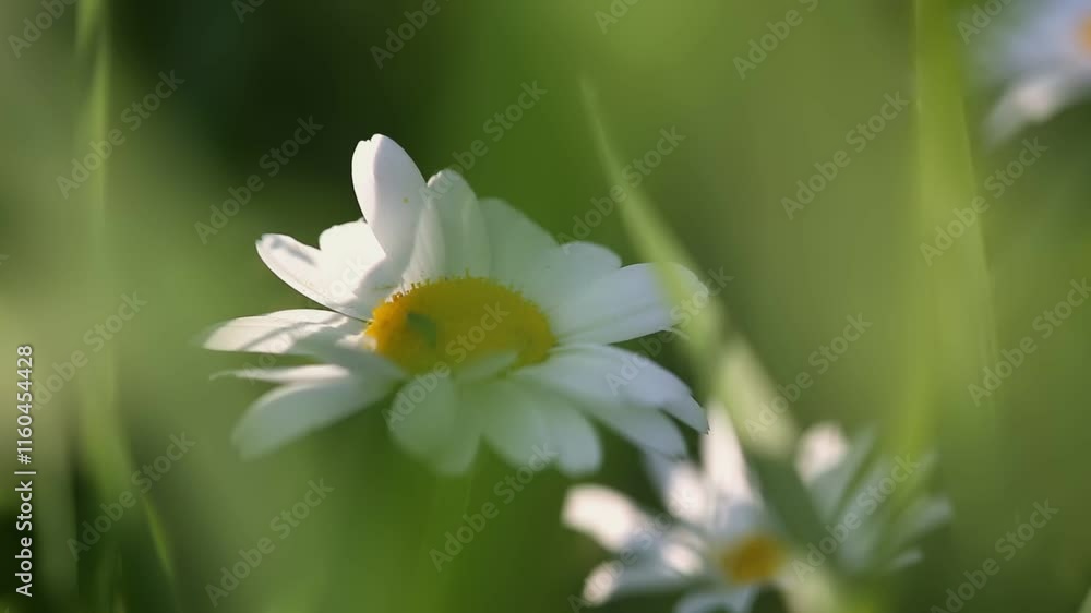 Daisies are blooming in a vibrant green meadow, showcasing their bright petals under the sun on a clear day in springtime. Daisies are blooming in a vibrant green meadow, showcasing their bright petals under the sun on a clear day in springtime.
