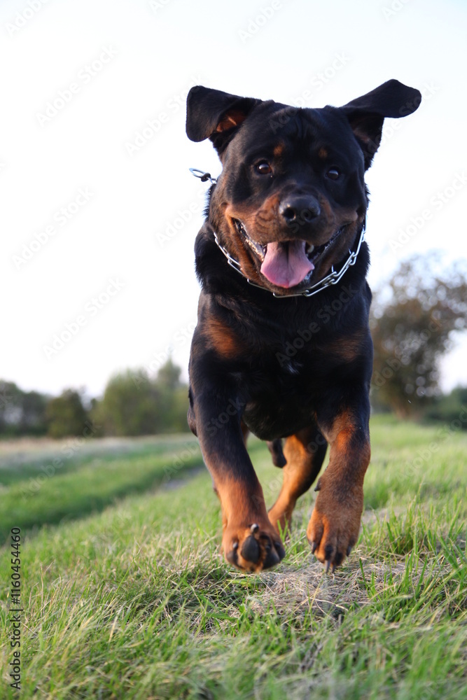 Rottweiler läuft auf die Kamera zu beim Spielen Rottweiler läuft auf die Kamera zu beim Spielen