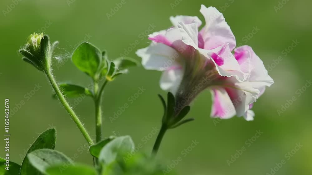 Colorful petunia flowers blossom in a vibrant garden filled with green foliage during the day, showcasing nature's beauty. Colorful petunia flowers blossom in a vibrant garden filled with green foliage during the day, showcasing nature's beauty.
