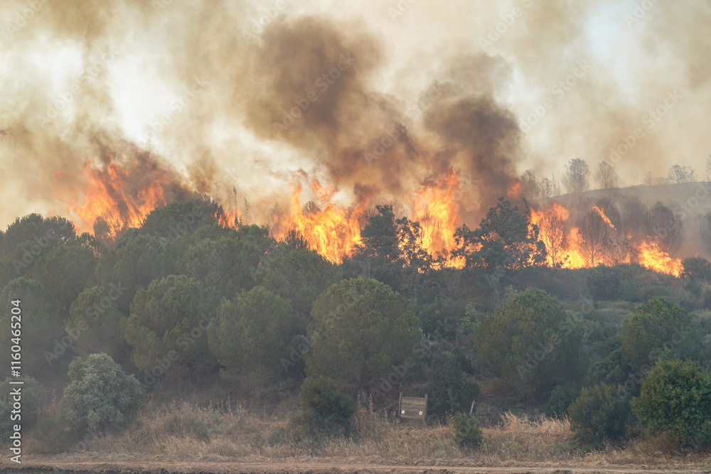 Fototapeta premium Forest Fire in Gallipoli, Canakkale, Turkiye