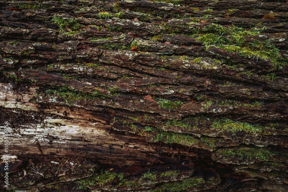 tree bark, forest, nature scenery, tree trunk tree bark, forest, nature scenery, tree trunk