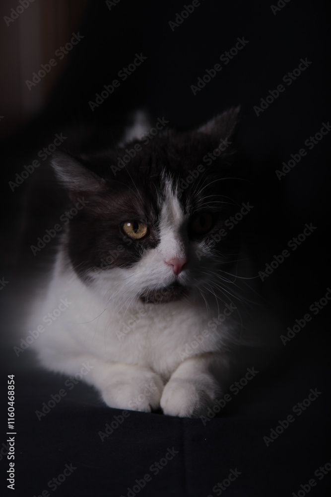 Schwarz Weiße Hauskatze im Studio aus der Nähe aufgenommen Schwarz Weiße Hauskatze im Studio aus der Nähe aufgenommen