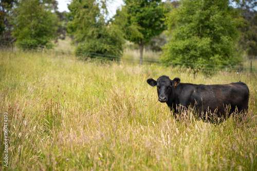 beautiful cattle in Australia  eating grass, grazing on pasture. Herd of cows free range beef being regenerative raised on an agricultural farm. Sustainable farming 