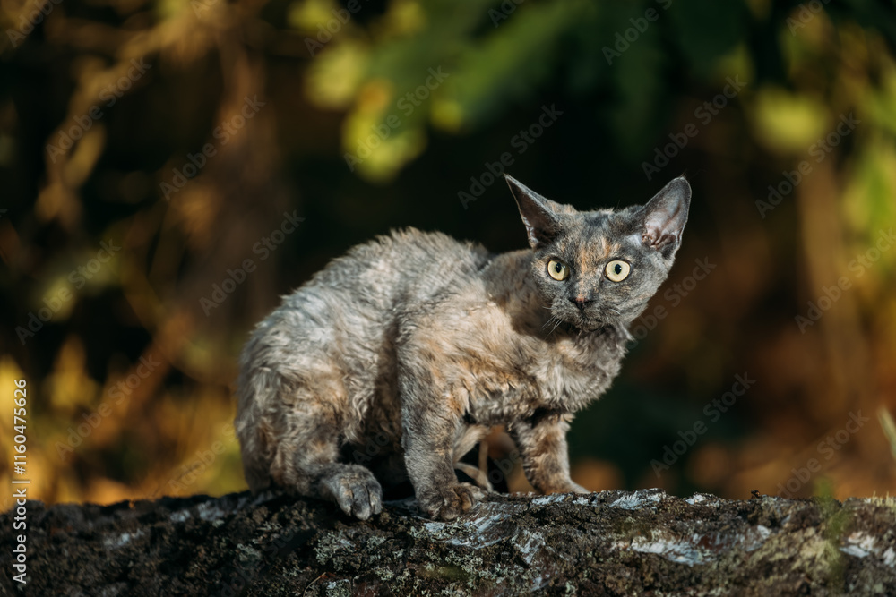 Cute Funny Curious Playful Gray Devon Rex Cat sitting on fallen tree trunk in forest, garden. Obedient Devon Rex Cat With Cream Fur Color. Cats Portrait. Amazing Pets Cute Funny Curious Playful Gray Devon Rex Cat sitting on fallen tree trunk in forest, garden. Obedient Devon Rex Cat With Cream Fur Color. Cats Portrait. Amazing Pets