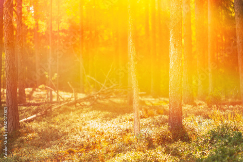 Pine Forest On Bright Sunny Autumn Day. Sun Shining Through Forest Trees Woods. Sunset Sunrise In Summer Forest Landscape. Forest Bathed In Sun. Copy Space, Copy-space. Merry Autumn Season photo