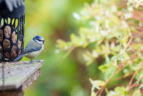 Blue tit at a birdhouse