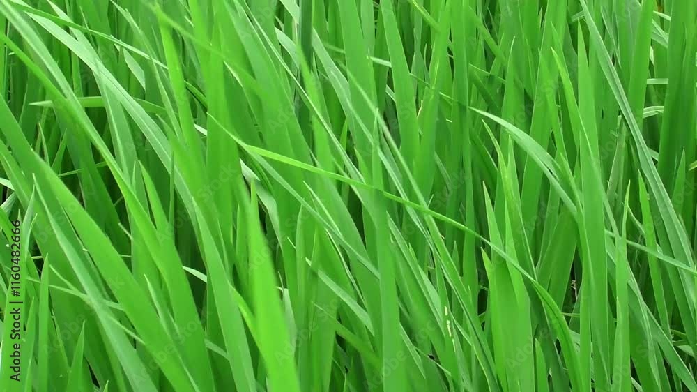 Close up of lush green rice plant background Close up of lush green rice plant background