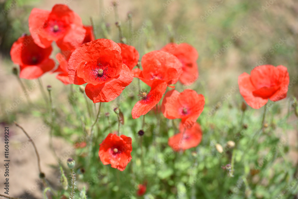 Obraz premium Close-up of tender red field poppy Papaver rhoeas. wildflowers naturally growing in the meadow. beautiful delicate red poppy flowers. floral background, beauty of nature