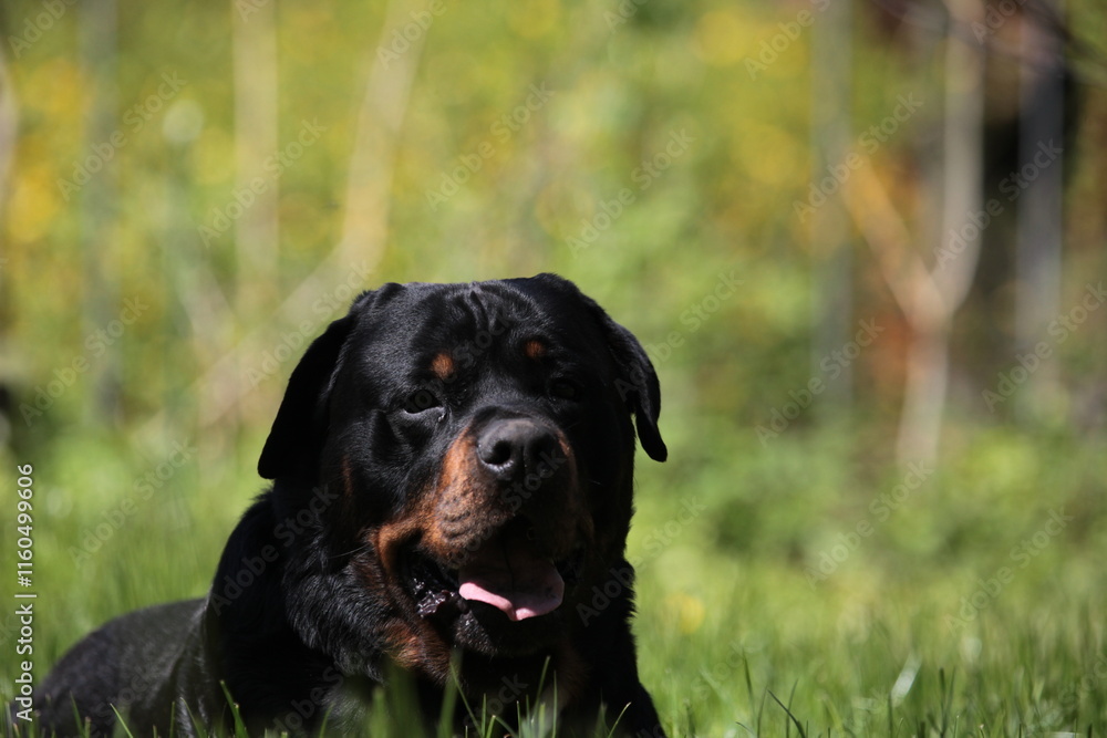 Kopf eines Rottweilers aus der Nähe aufgenommen Kopf eines Rottweilers aus der Nähe aufgenommen