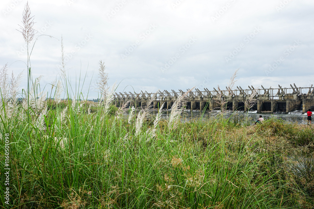 Fototapeta premium Fern plant with a water dam in the background in Karnataka, India