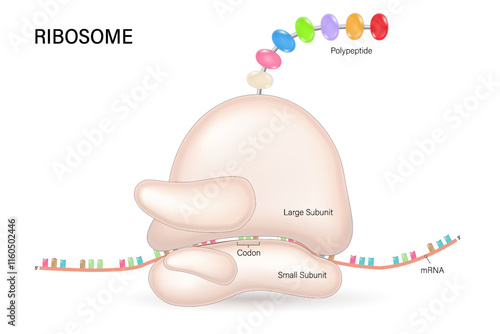 Ribosome structure vector. Process of translation. RNA directed synthesis of polypeptide. mRNA. tRNA. Biological protein synthesis.