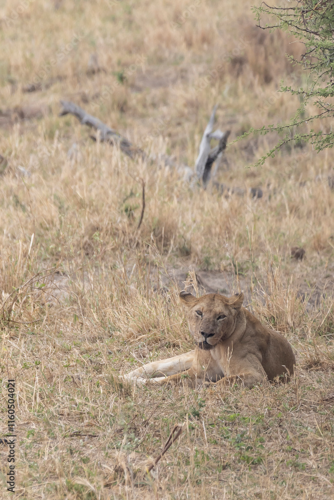 Fototapeta premium Female lion resting in dry grassland in Tarangire National Park in Tanzania East Africa