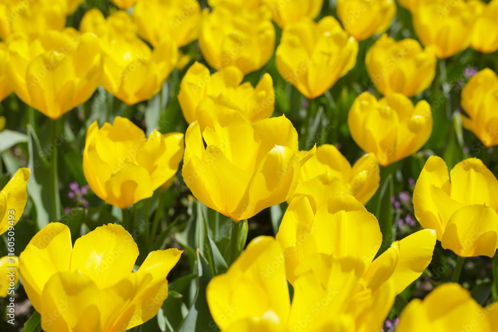 Beautiful tulip flower garden. The Expo 70 Commemorative Park, Osaka, Japan Beautiful tulip flower garden. The Expo 70 Commemorative Park, Osaka, Japan