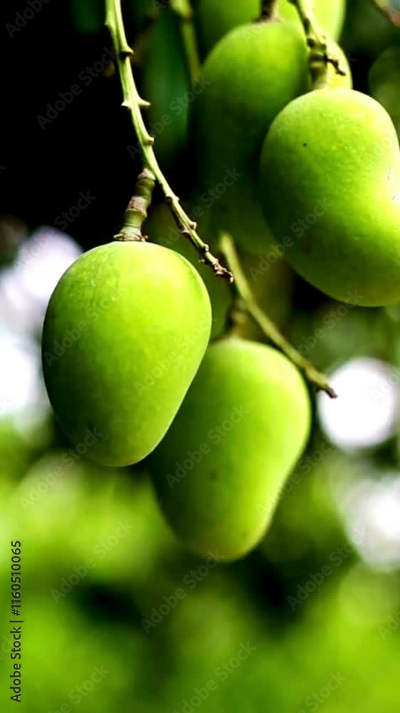 Mango tree. Green mangoes fruit hanging at tree in a sunny day. Mango harvesting concept. Healthy delicious juicy organic food. Mangoes, nature. Unripened fruit hanging on tree. Tropical fruit Mango tree. Green mangoes fruit hanging at tree in a sunny day. Mango harvesting concept. Healthy delicious juicy organic food. Mangoes, nature. Unripened fruit hanging on tree. Tropical fruit
