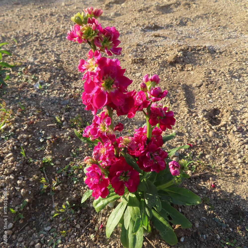 Naklejka premium 日本で冬にストックがピンク色の花を咲かせています