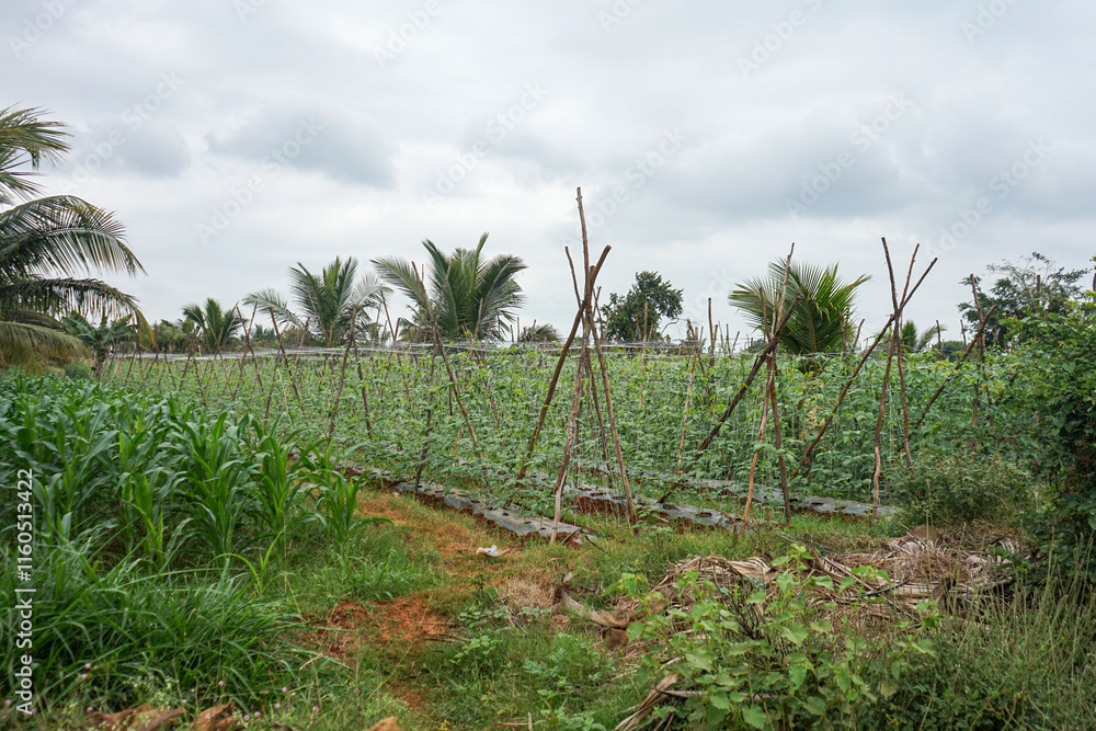 Obraz premium India, Karnataka, a plantation of beans vegetable