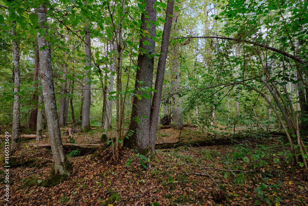 Old alder trees in background in autumnal deciduous tree stand Old alder trees in background in autumnal deciduous tree stand