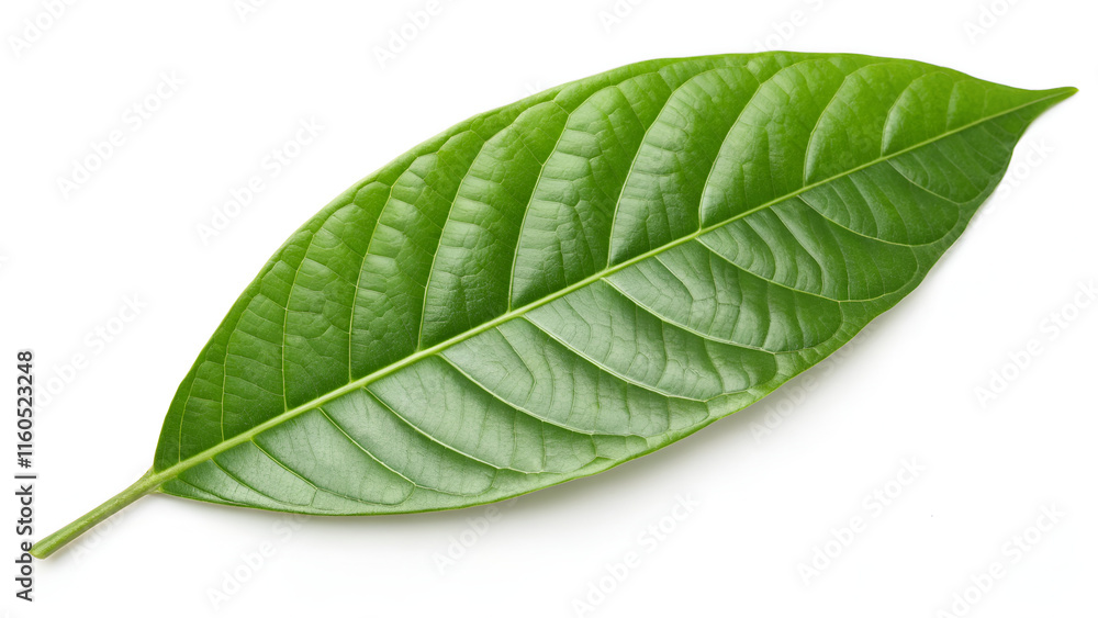 Obraz premium Pair of Vibrant Green Cocoa Leaves on White Surface