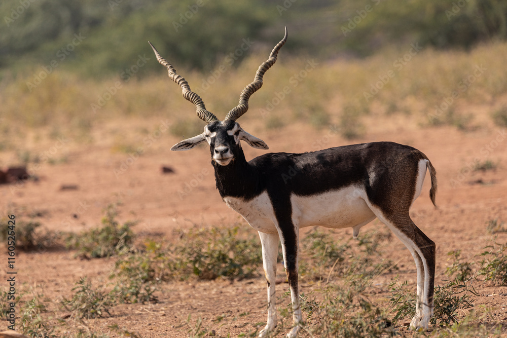 A lone Black Buck running and posing in the wild grasslands of bhisnoi villiage in Rajasthan in india. A lone Black Buck running and posing in the wild grasslands of bhisnoi villiage in Rajasthan in india.