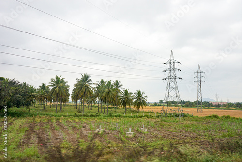 India, Karnataka, a flock of birds standing on top of a grass covered field