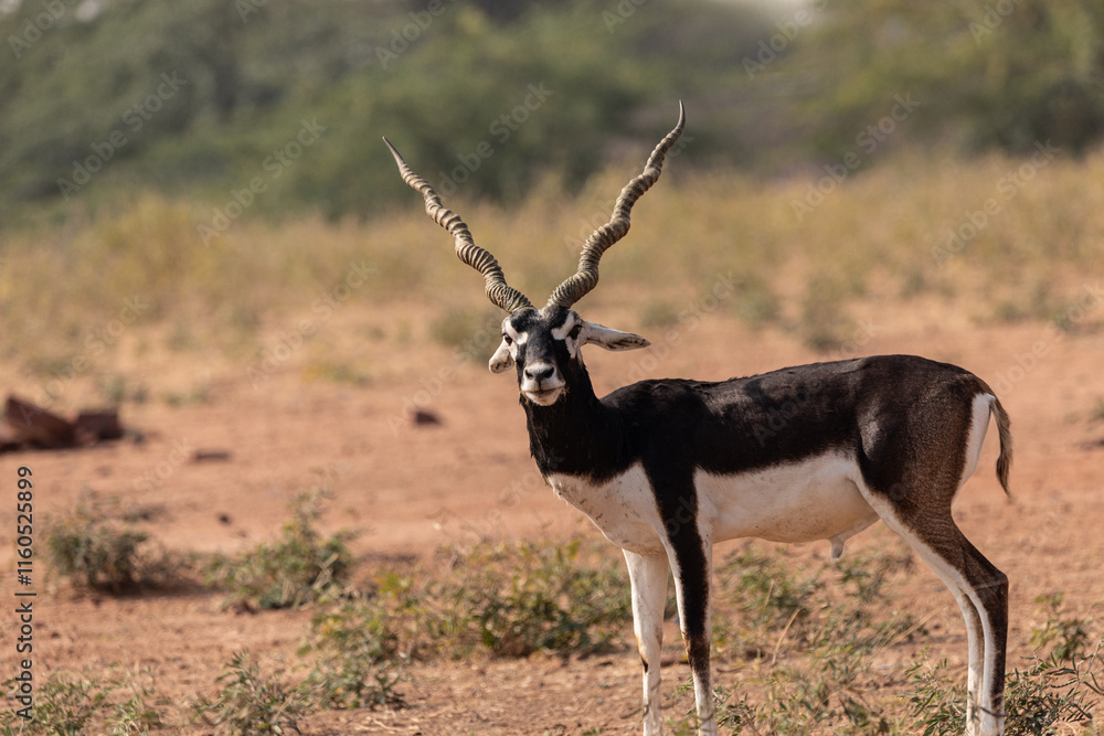 Fototapeta premium A lone Black Buck running and posing in the wild grasslands of bhisnoi villiage in Rajasthan in india.