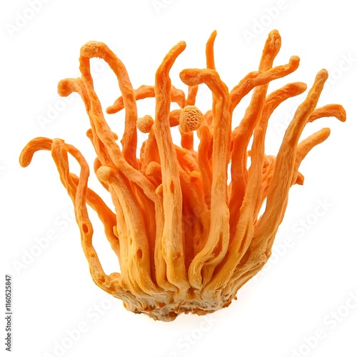 High-quality image of a Cordyceps mushroom isolated on a clean white background
