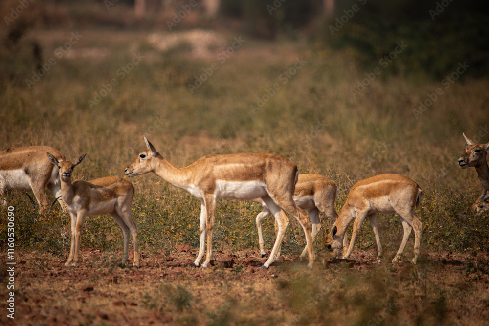A Group of black Buck female with its calfs grazing in wild grasslands of bhisnoi village of rajasthan in india A Group of black Buck female with its calfs grazing in wild grasslands of bhisnoi village of rajasthan in india