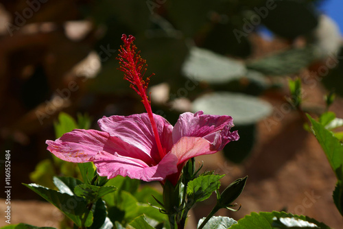 Hibiskus photo