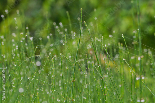 Morning Dew on Horsetail in the Summer Morning; Toyama, Japan