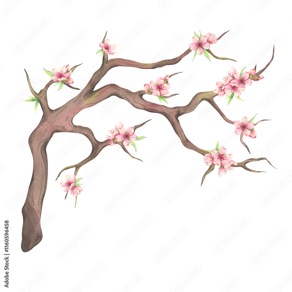 Watercolor flowering almond branch with tiny green leaves and pink flowers. Cherry blossom isolated on white background. Blooming Sakura branch for design. Hand drawn spring illustration Watercolor flowering almond branch with tiny green leaves and pink flowers. Cherry blossom isolated on white background. Blooming Sakura branch for design. Hand drawn spring illustration