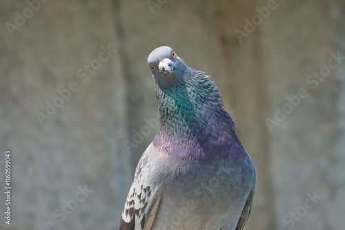 Close-up of a Feral Pigeon, Pigeon puffing up its chest; Toyama, Japan