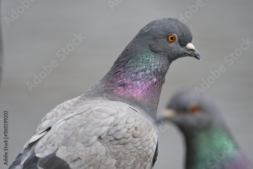 Close-up of a Feral Pigeon; Toyama, Japan
